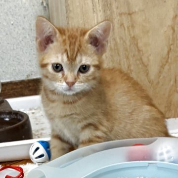 マンチカン【栃木県・男の子・2025年12月18日・レッドタビー（短毛）】の写真「やんちゃなママっこな茶トラくん🩷」