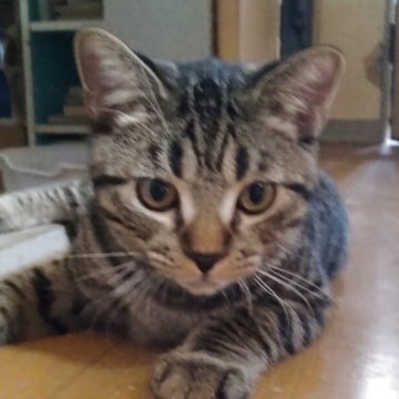 マンチカン(長足)【栃木県・男の子・2025年5月12日・ブラウンタビー（短毛）】の写真「くっきりお顔のイケメンくん💖」