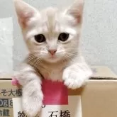 マンチカン(短足)