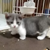 マンチカン(短足)