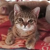 マンチカン(長足)【栃木県・女の子・2025年2月2日・ブラウンパッチドタビー】の写真1