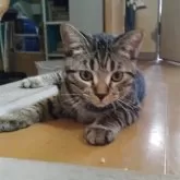 マンチカン(長足)