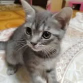 マンチカン(長足)