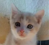 マンチカン(長足)【栃木県・男の子・2024年11月7日・クリームタビー&ホワイト】の写真3