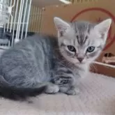 マンチカン(短足)【栃木県・男の子・2025年3月10日・ブルータビー】の写真4