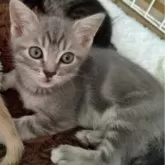 マンチカン(長足)【栃木県・男の子・2024年10月8日・ブルータビー】の写真5