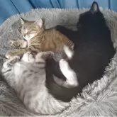 マンチカン(長足)【栃木県・男の子・2025年2月2日・ブラックスモーク】の写真6