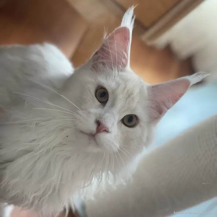 ID:2406-03599の子猫