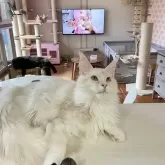 メインクーン【広島県・男の子・2024年1月20日・レッドシルバークラシックタビー&ホワイト】の写真1「カウンターでゴロゴロ」