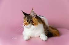 メインクーン【・女の子・2023年8月30日・ブラウンパッチドタビー&ホワイト】「横顔も美しい✨」