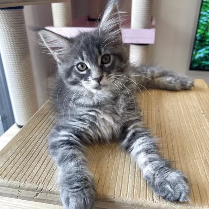 ID：2508-00852の子猫