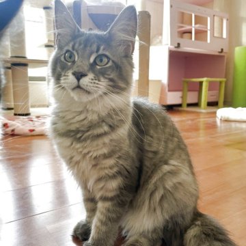 メインクーン【広島県・女の子・2025年6月24日・ブルーマッカレルタビー（柔らかい手触り）】の写真「おめめがクリクリ✨
濃いブルーのカラー」