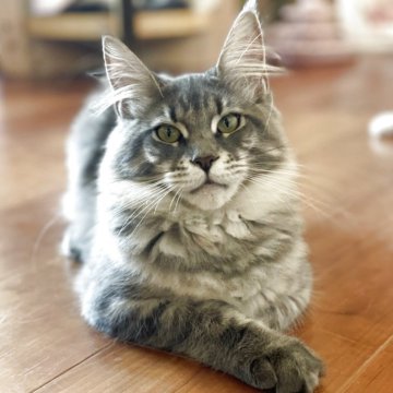 メインクーン【広島県・女の子・2025年6月24日・ブルーマッカレルタビー（柔らかい手触り）】の写真「おめめがクリクリ✨
濃いブルーのカラー」