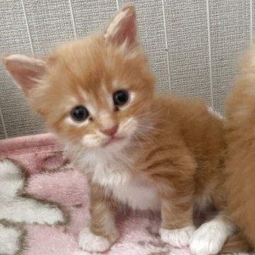 メインクーン【広島県・男の子・2025年11月25日・レッドクラシックタビー&ホワイト（シルキーで柔らかい）】の写真「お目めの大きな柔らかレッドボーイ✨」