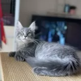 メインクーン