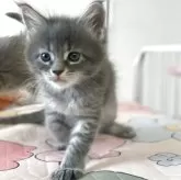 メインクーン【広島県・女の子・2025年6月24日・ブルーマッカレルタビー】の写真7「しっかり歩くようになりました♪」