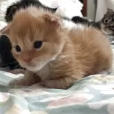 メインクーン【広島県・男の子・2025年11月25日・レッドクラシックタビー&ホワイト】の写真3「少し前はお顔がまーるかったです♪マズルが前に出てどんどんメインクーンらしくなっていきます♪」