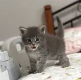 メインクーン【広島県・女の子・2025年6月24日・ブルーマッカレルタビー】の写真10「ペロってしてる🩷」