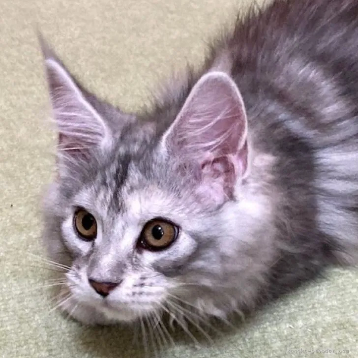 ID:2301-01137の子猫