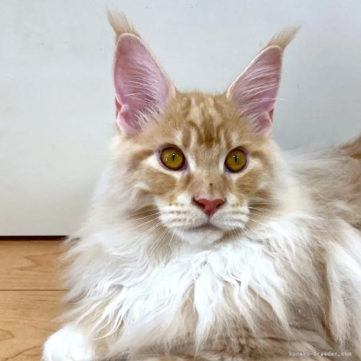 メインクーン【埼玉県・男の子・2022年3月11日・レッドシルバー・クラシックタビー&amp;ホワイト】の写真1