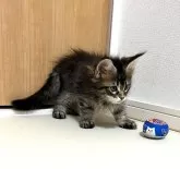 メインクーン【埼玉県・男の子・2024年5月31日・ブラック(ブラウン)・タビー】の写真3