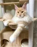 メインクーン【埼玉県・男の子・2022年3月11日・レッドシルバー・クラシックタビー&ホワイト】の写真4