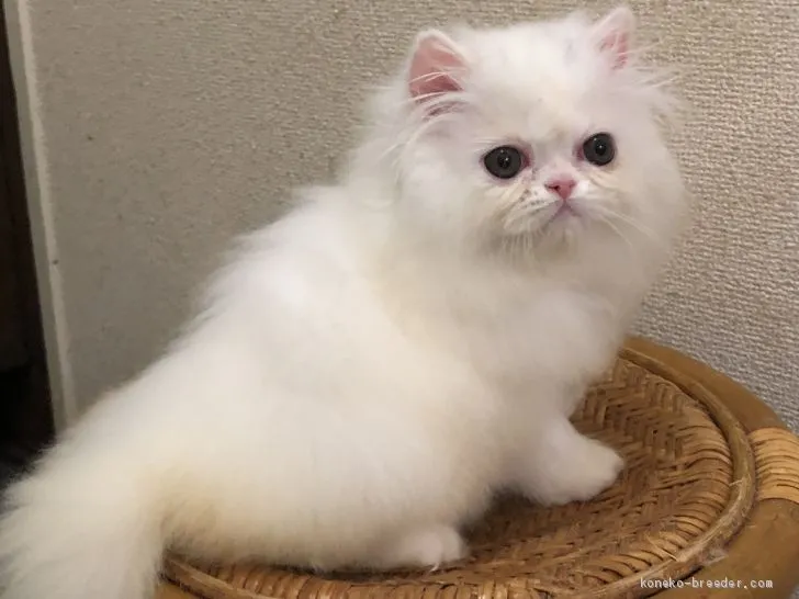 ID:1905-01392の子猫