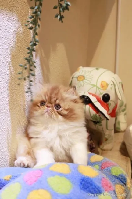 ID：2112-01175の子猫