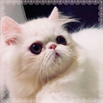 ペルシャ【大阪府・男の子・2019年4月27日・ホワイト】の写真「クリクリ大きな目がチャームポイントです。」