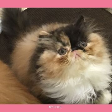 エキゾチックショートヘア【大阪府・女の子・2017年4月28日・キャリコ（ふわふわです）】の写真「ファービーみたいな女の子」