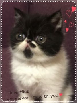 エキゾチックショートヘア【大阪府・男の子・2017年6月19日・ブラック&ホワイト(ショート)】の写真「日増しに丸く大きく出目になってます〜（笑）」