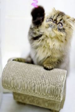 ペルシャ【大阪府・女の子・2020年10月20日・ブラウンタビー（ふわふわ）】の写真「まあるい目とお鼻が一直線❣️」