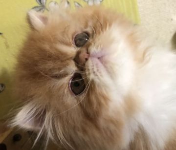 エキゾチックショートヘア【大阪府・男の子・2018年3月29日・レッド&ホワイト（ふわもこロングになります。）】の写真「おっとり長男気質です」