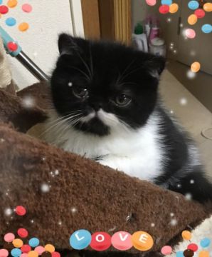 エキゾチックショートヘア【大阪府・男の子・2017年4月28日・ブラック&ホワイト】の写真「今日は黄昏てます」