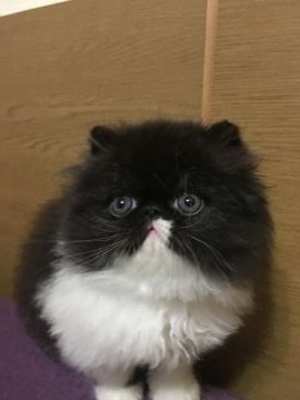 エキゾチックロングヘア【大阪府・男の子・2016年12月21日・ブラック&ホワイトのバイカラー（ふわもこです）】の写真「ちょっとやんちゃな目とモコモコお尻にドキッ！」