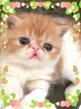 エキゾチックショートヘア【大阪府・男の子・2017年2月27日・レッド&ホワイト】の写真「兄妹の中ではマイペースな男の子です」