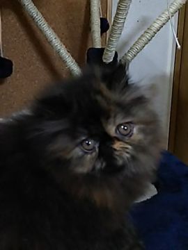 ペルシャ【大阪府・女の子・2015年3月21日・トーティ（ふわふわです）】の写真「くりくりおめめとまあるいヘッド」