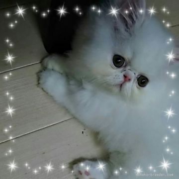 ペルシャ【大阪府・男の子・2015年4月21日・とっても柔らかい毛質です（ホワイト）】の写真「これでもか～ってくらいの甘え上手くん」