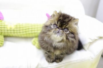 ペルシャ【大阪府・男の子・2021年1月8日・ブラウンタビー】の写真「まあるいおっきな目とコビーなボディが自慢です^ ^」