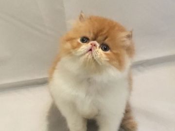 エキゾチックロングヘア【大阪府・男の子・2017年2月27日・レッド&ホワイト(ロング)（ふわふわです）】の写真「兄弟達とよく遊び、人懐こい男の子です」