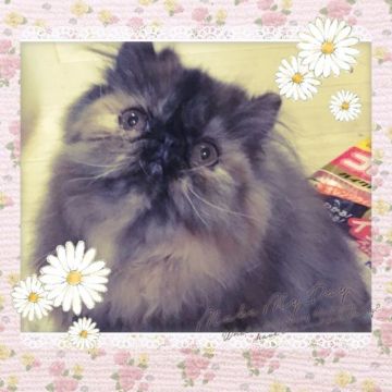 ペルシャ【大阪府・女の子・2016年8月8日・トーティ（ふわふわっです）】の写真「興味のあるものにはとことんハマっちゃうやんちゃ娘」