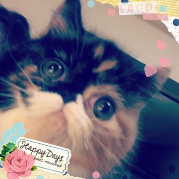 エキゾチックショートヘア【大阪府・女の子・2017年4月28日・キャリコ】の写真「なかなかのやんちゃ姫、だけど甘えっ子です」