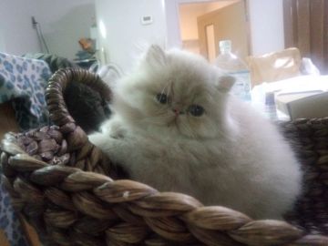 ペルシャ【大阪府・男の子・2014年10月10日・クリーム（ふわふわです）】の写真「綺麗なクリーム色おとなしい性格」