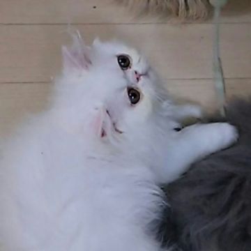 ペルシャ【大阪府・男の子・2015年3月23日・ホワイト】の写真「とても大きな目がチャームポイントです。」