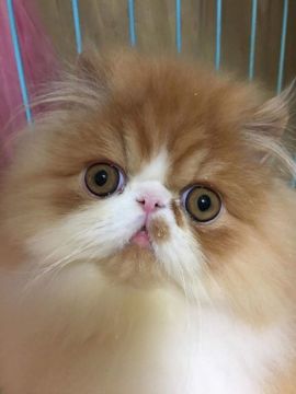 エキゾチックロングヘア【大阪府・男の子・2016年11月3日・レッド&ホワイトのバイカラー（ボリュームのロング）】の写真「ペルシャよりもロングなコートの持ち主です」