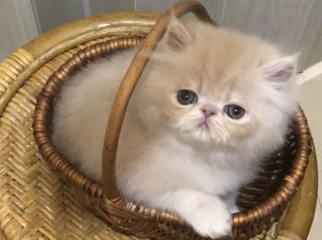 ペルシャ【大阪府・女の子・2021年3月18日・クリームタビー】の写真「わたし自立してます❣️って言いたい子にゃん」