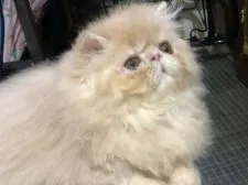 ペルシャ【大阪府・男の子・2020年12月13日・クリームタビー】の写真2