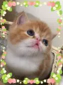 エキゾチックショートヘア【大阪府・男の子・2017年2月27日・レッド&ホワイト】の写真2