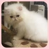 ペルシャ【大阪府・男の子・2017年7月10日・ホワイト】の写真2