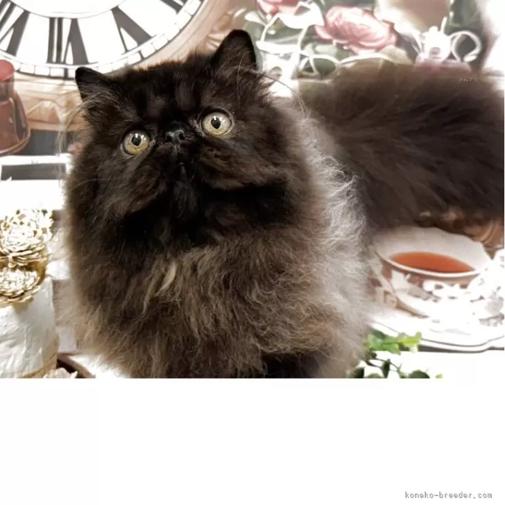 ID:2505-00391の子猫